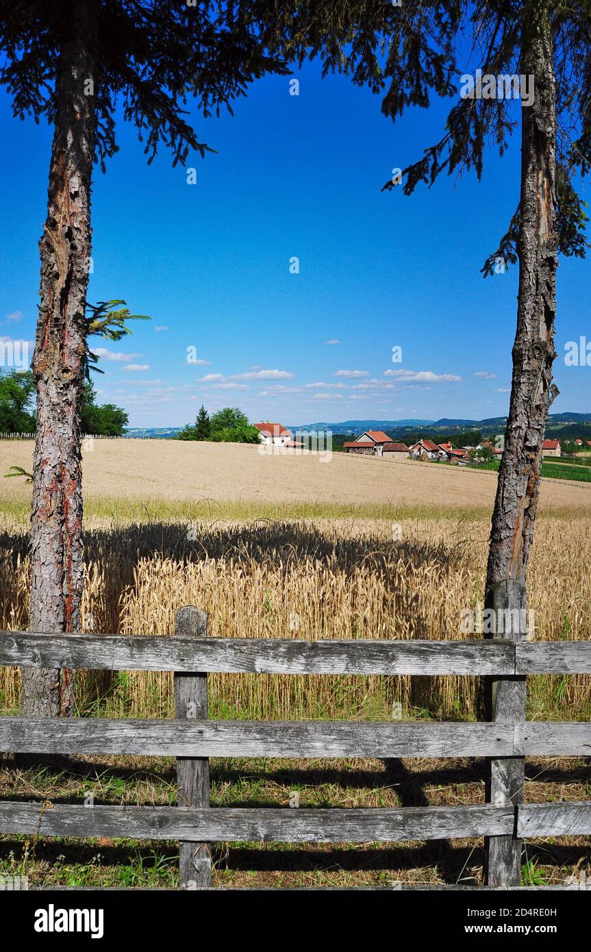 Campo de trigo cerrado por valla de madera, paisaje rural de verano  Fotografía de stock - Alamy