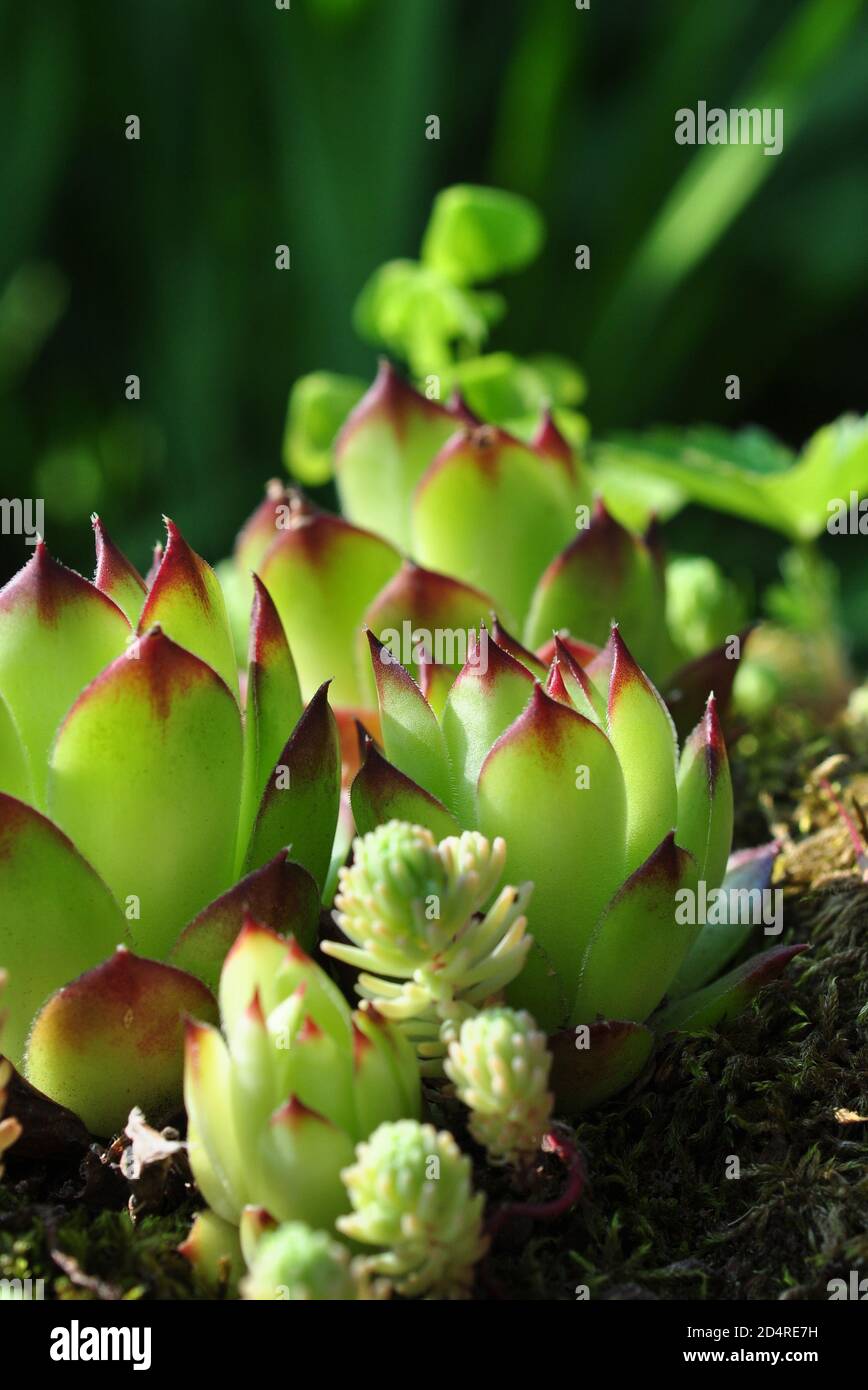 Común houseleek - Sempervivum tectorum, Crassulaceae Foto de stock