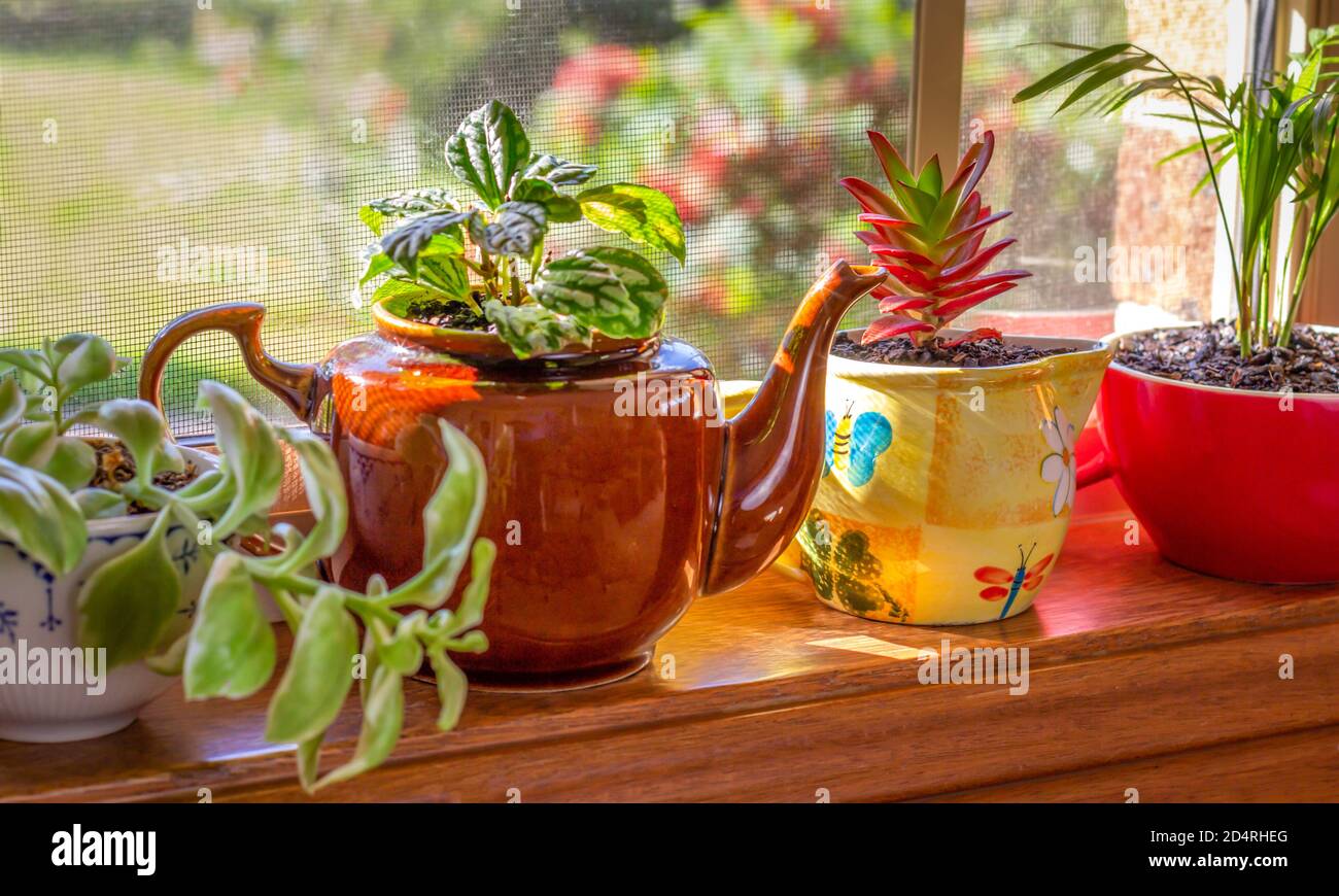 Plantas de la casa cultivadas en taza reciclada y tea en la ventana soleada, reciclar, reutilizar, ciclo de vida sostenible y la jardinería Foto de stock