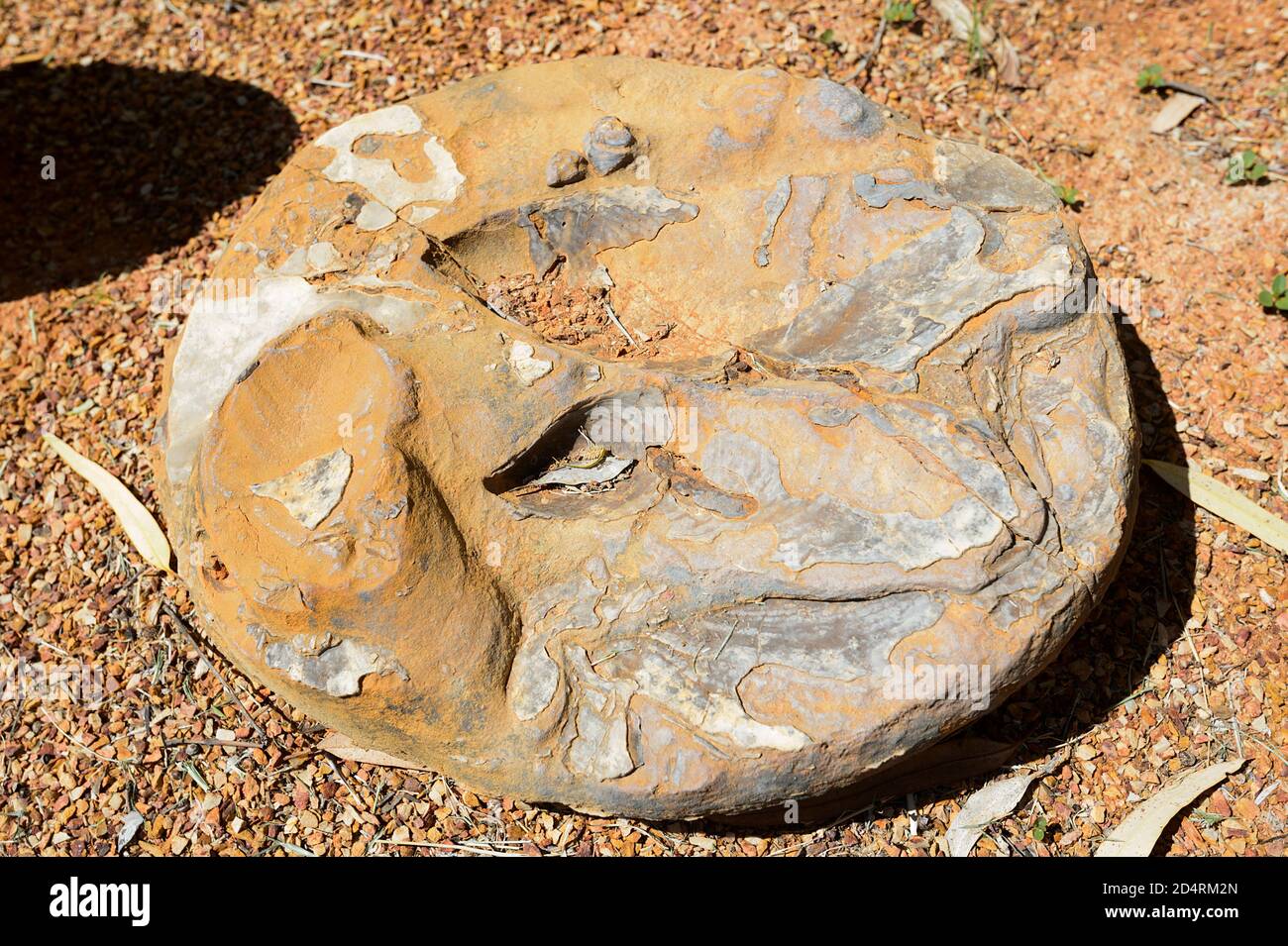 Fósil marino en exhibición en el complejo del Patrimonio Boulia, Boulia, Queensland, Queensland, Queensland, Australia Foto de stock