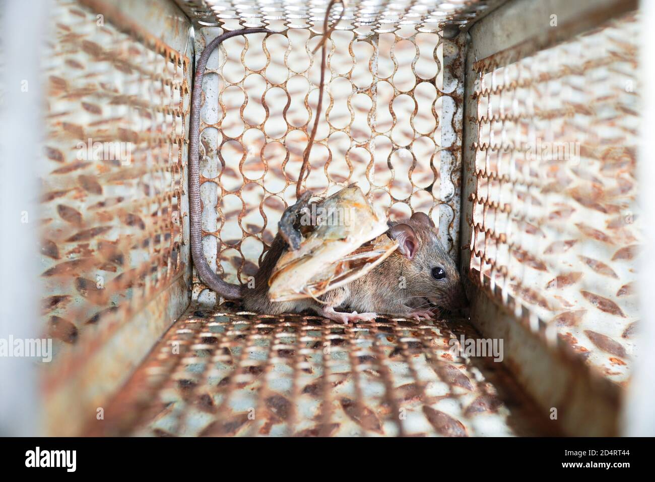 Cerca de una rata atrapada en una jaula de mousetrap, jaula de control de roedores en casa. Foto de stock