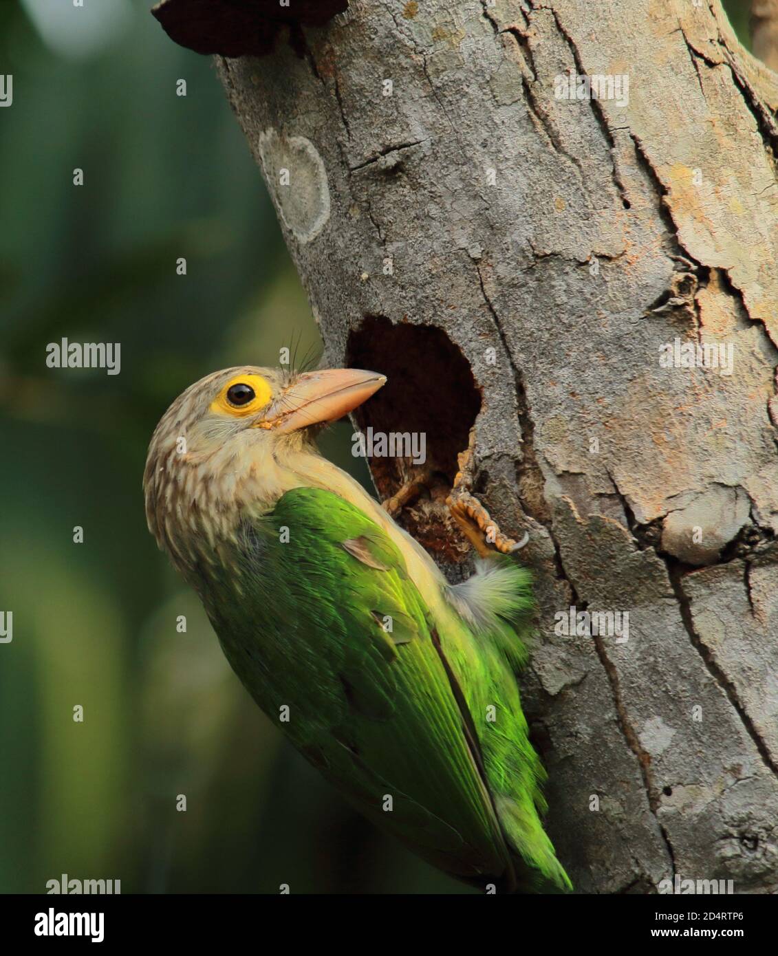 lineado barbet (psilopogon lineatus o megalaima lineata) tratando de