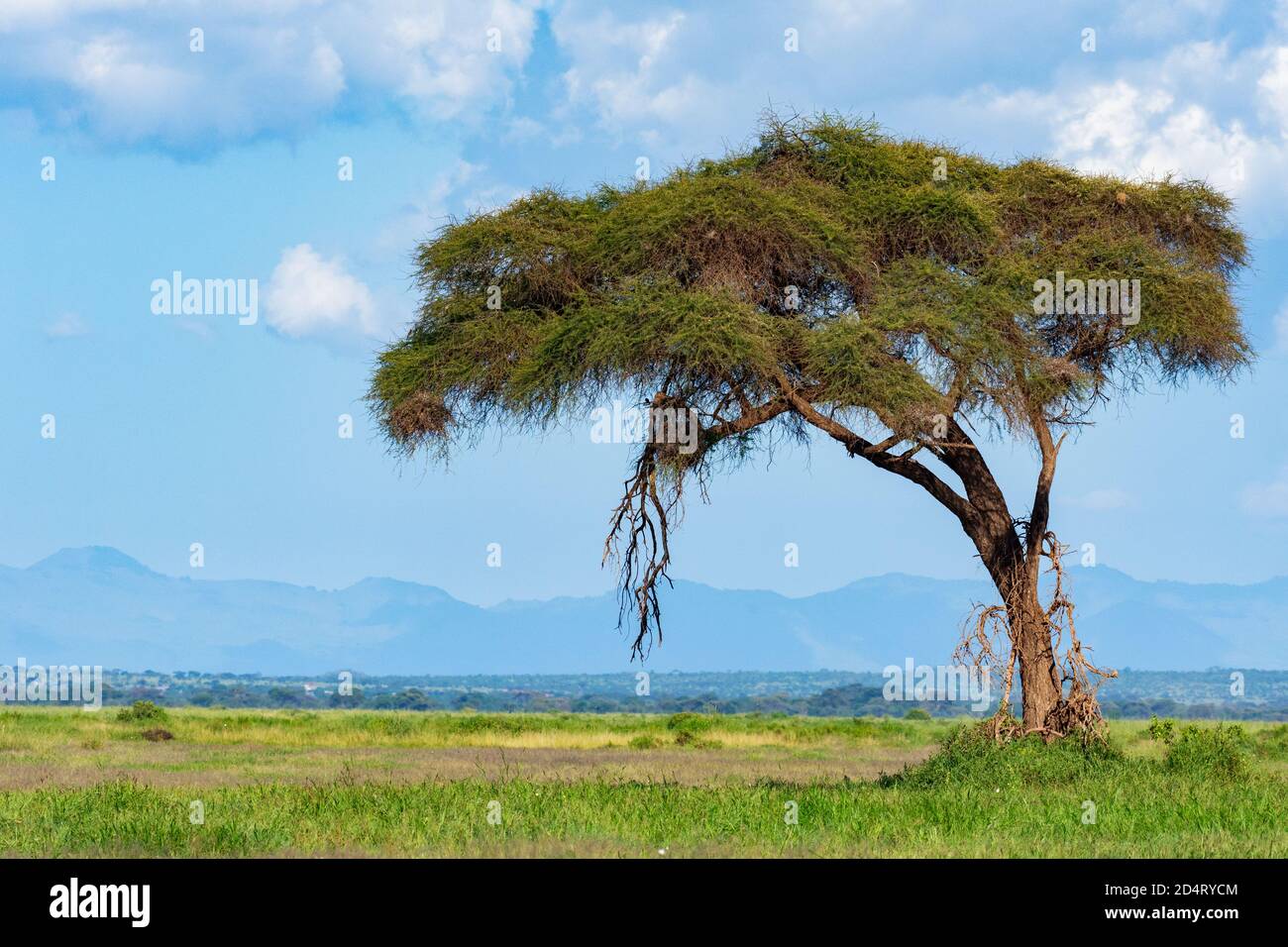 árboles sabana africana fotografías e imágenes de alta resolución - Alamy