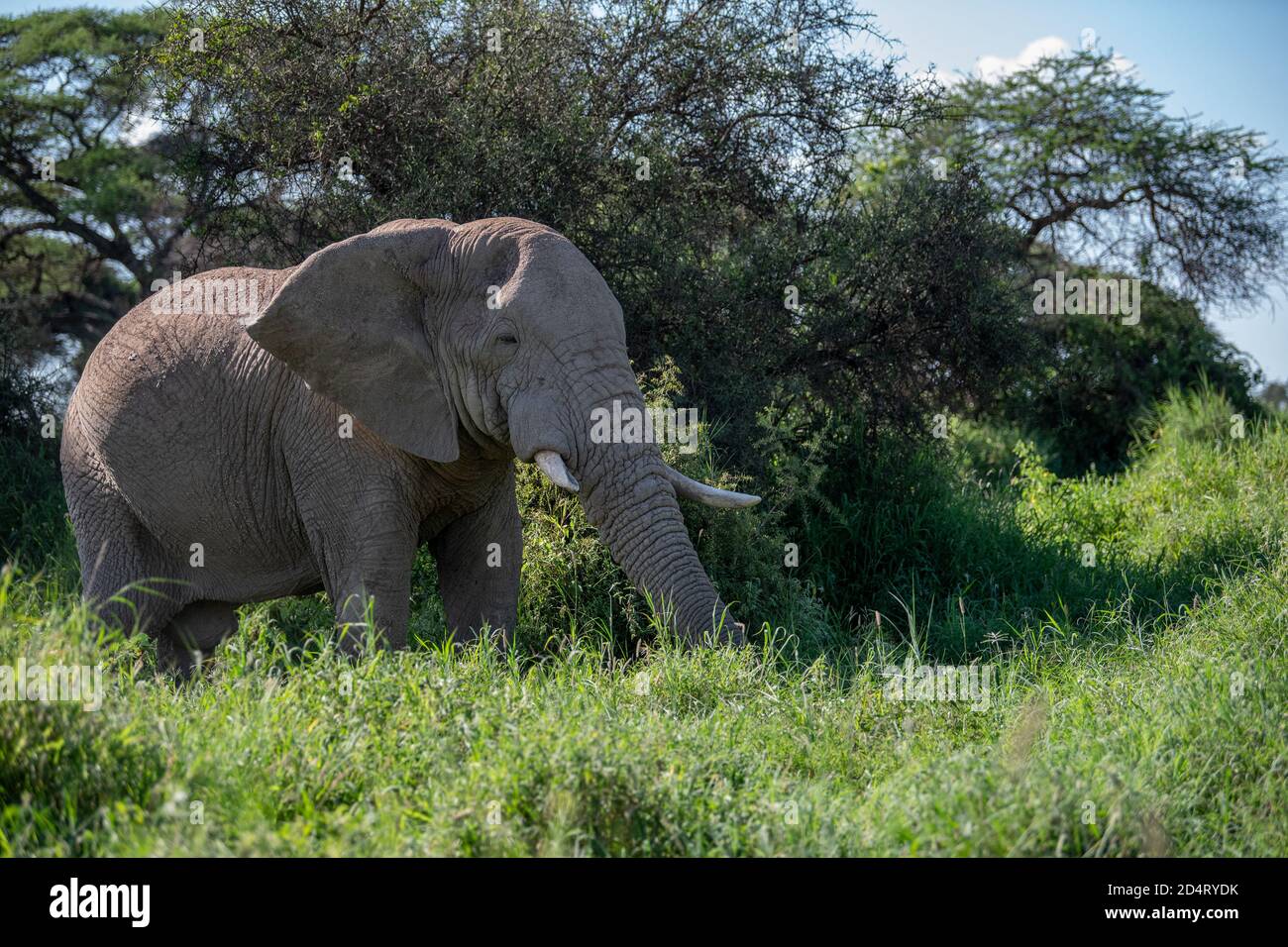 Amplia imagen de elefante africano en un día soleado en amboseli parque nacional en kenia cerca de kilimanjaro mt ( Tanzania ) Foto de stock