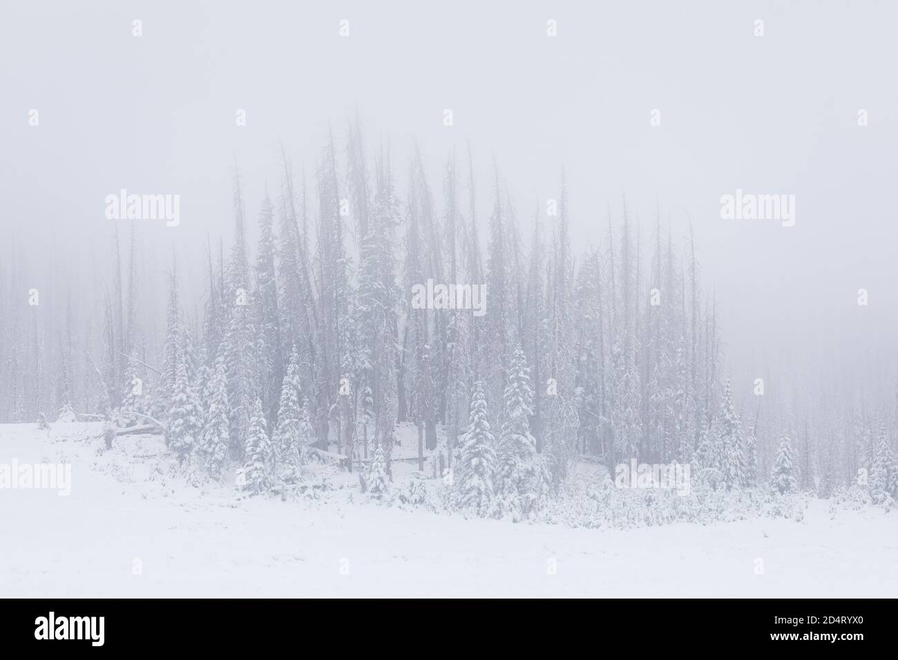 Paisaje de bosque nevado con niebla durante una tormenta de invierno en Wolf Creek Pass, Colorado, Estados Unidos Foto de stock