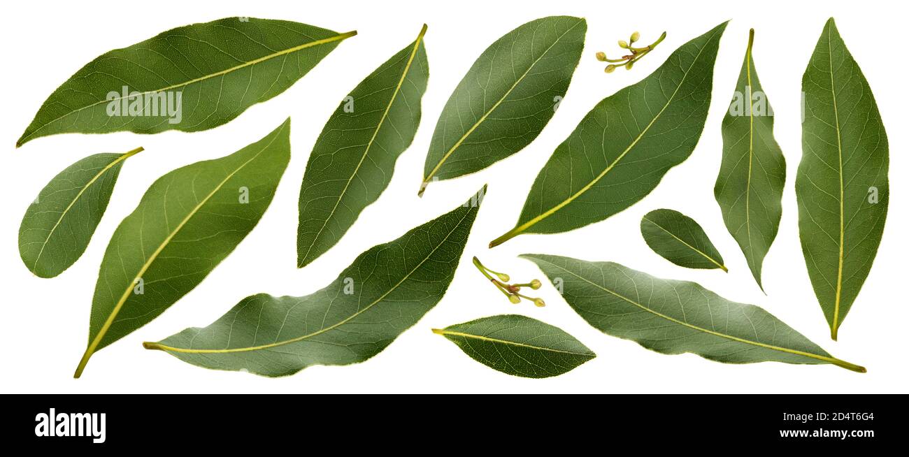 Hoja de laurel sobre fondo blanco fotografías e imágenes de alta