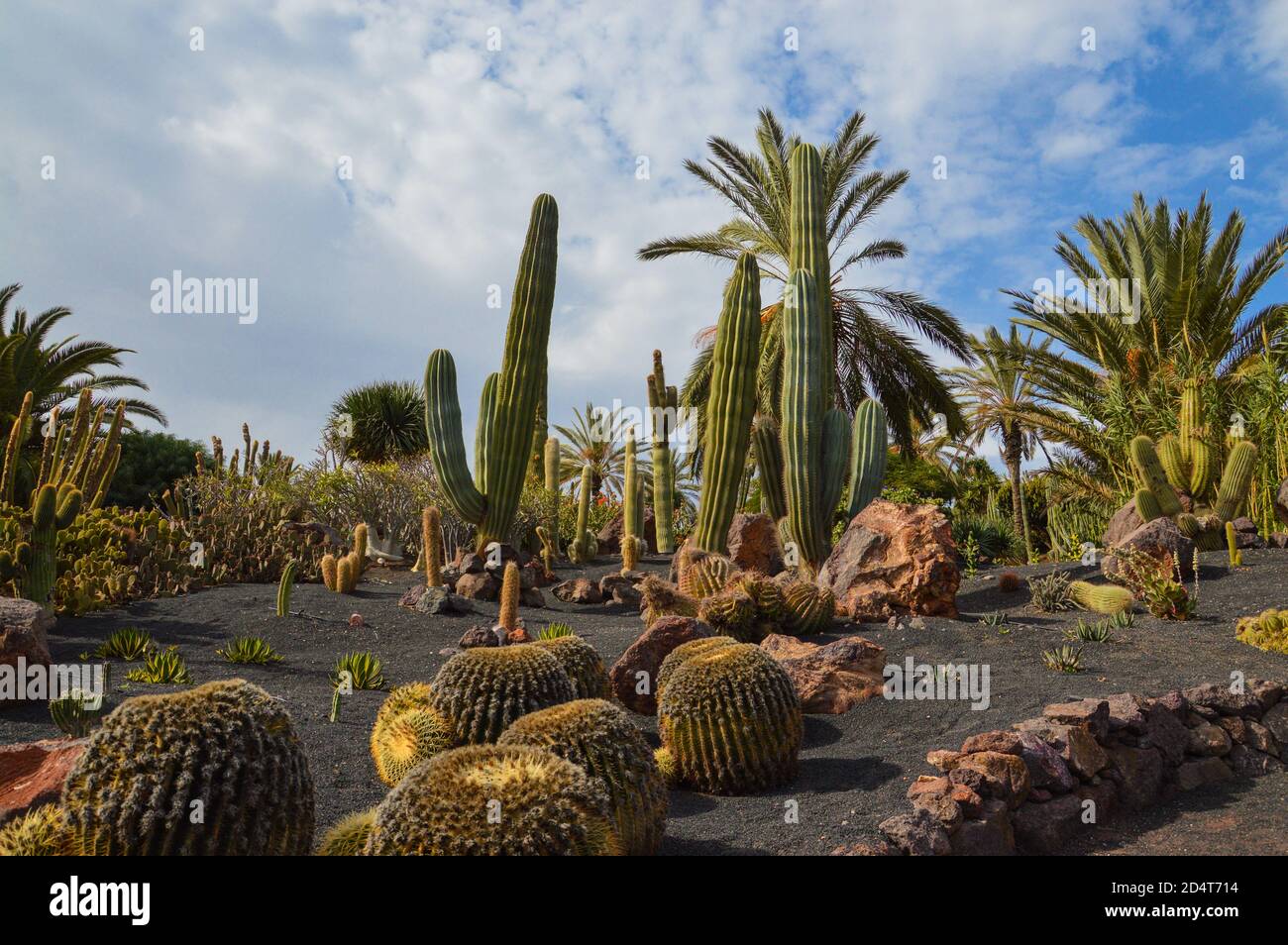 Jardín de cactus Foto de stock