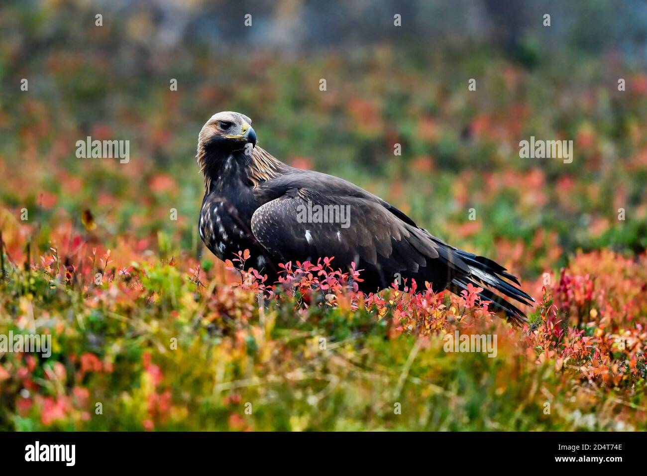Águila dorada en el bosque boreal con colores otoñales Foto de stock