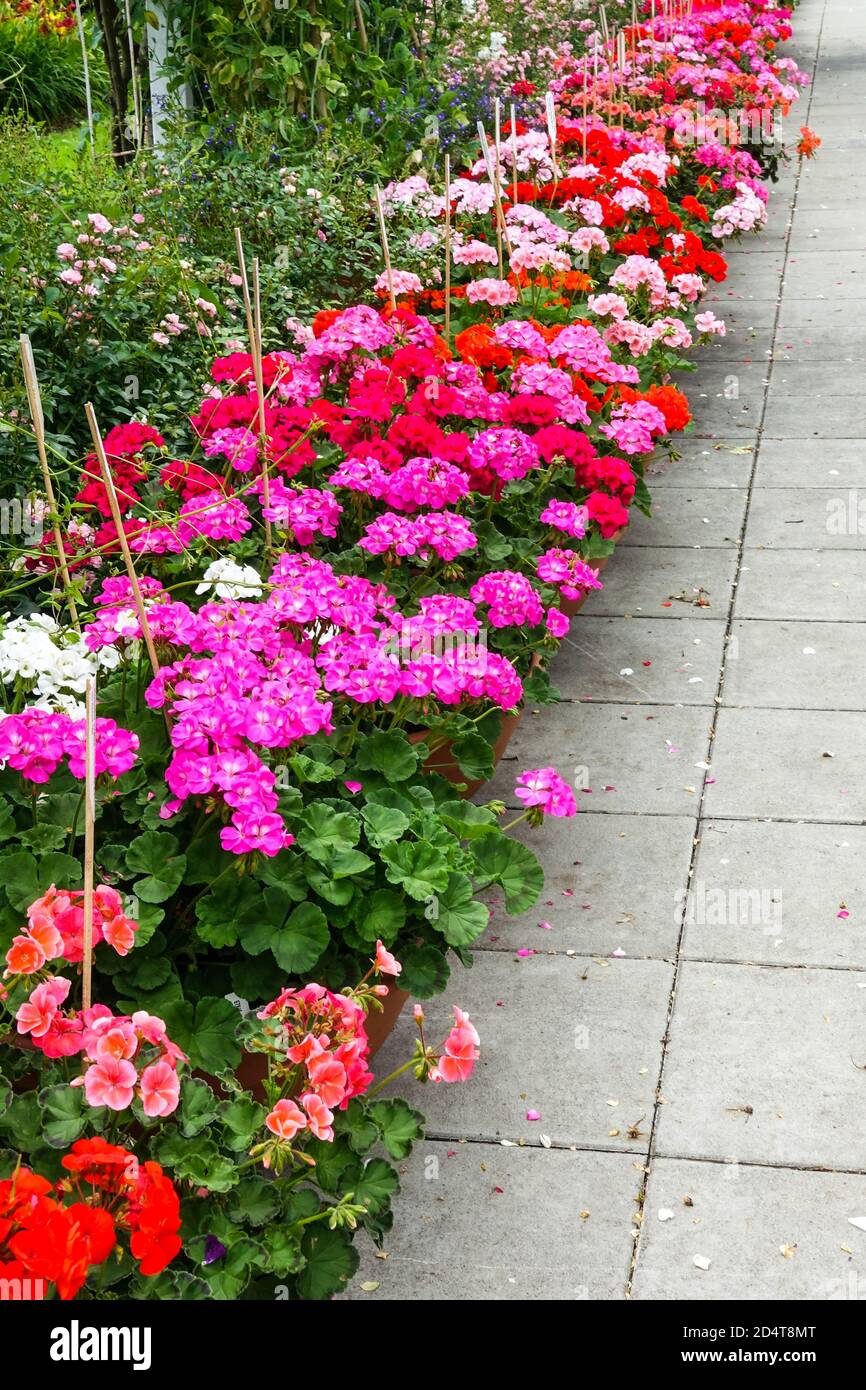 Jardín camino flores ornamentales en macetas Geraniums julio Foto de stock