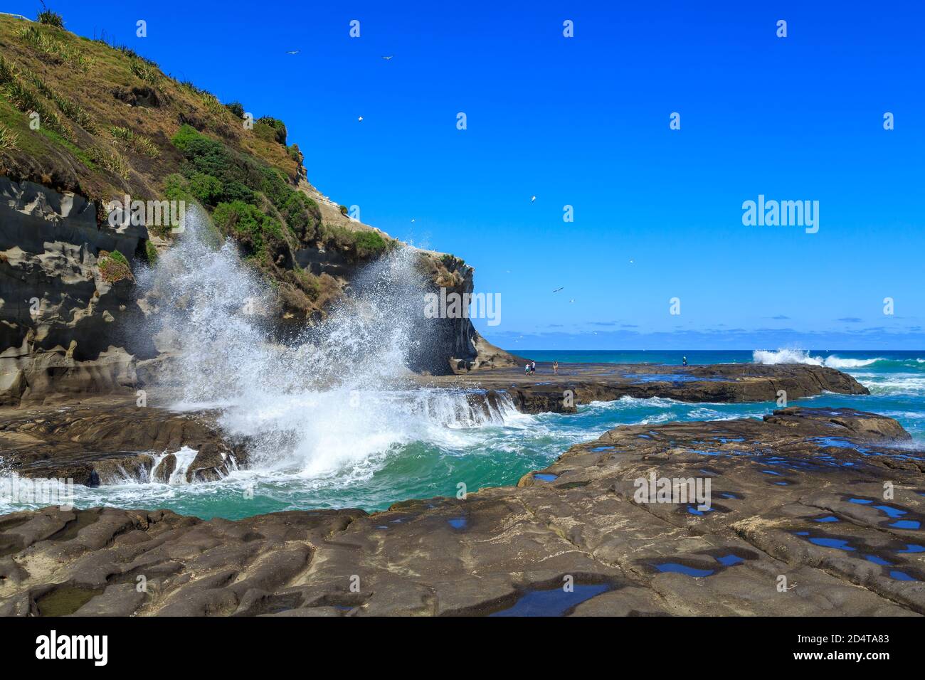 Olas grandes rompiendo en las rocas en Muriwai, una playa en la región occidental de Auckland, Nueva Zelanda Foto de stock