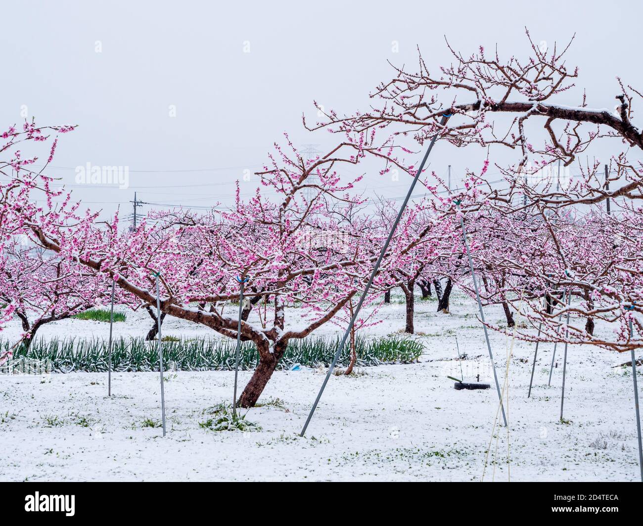 Durazno flores en flor en la primavera japonesa después de un tormenta de  nieve repentina y rara Fotografía de stock - Alamy