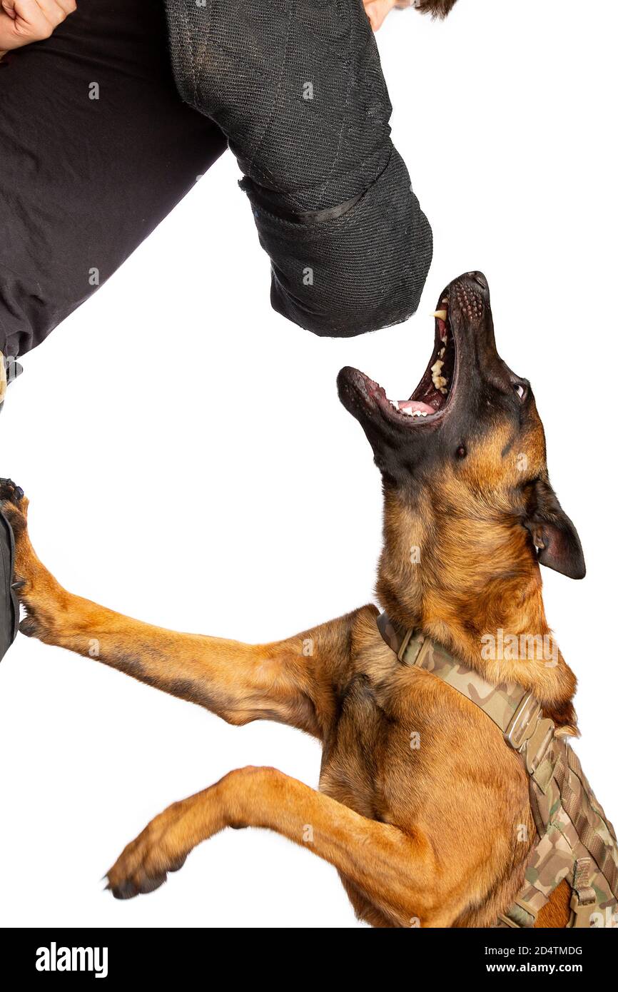 Entrenamiento de entrenador de perros atacando con un perro malinois belga frente de un fondo blanco Foto de stock