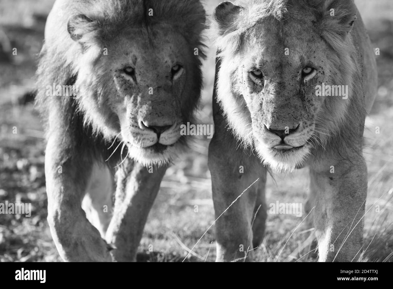 Dos leones machos Imágenes de stock en blanco y negro - Alamy
