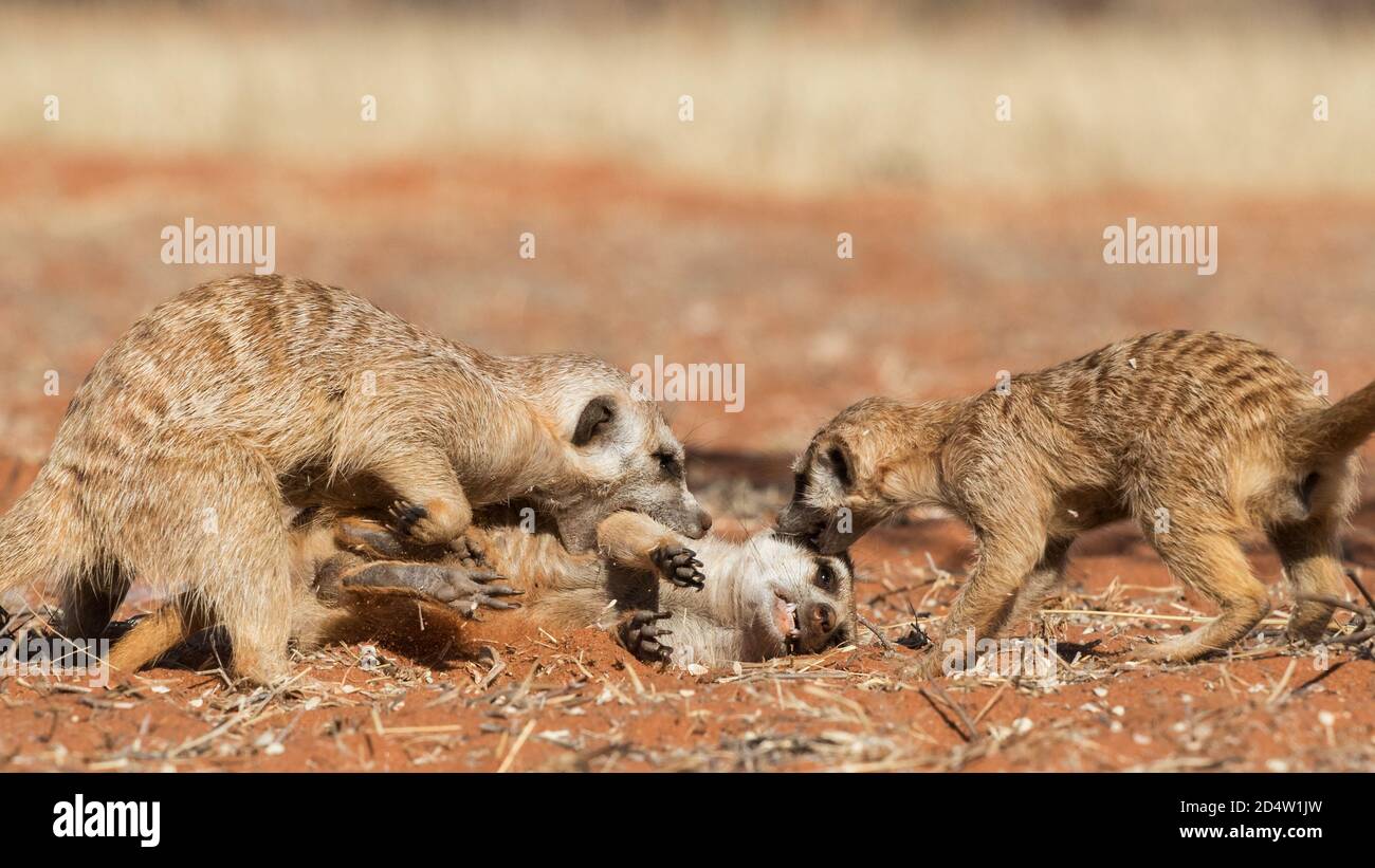 Meerkats jugando en la arena (Suricata suricatta), desierto de Kalahari, Namibia Foto de stock