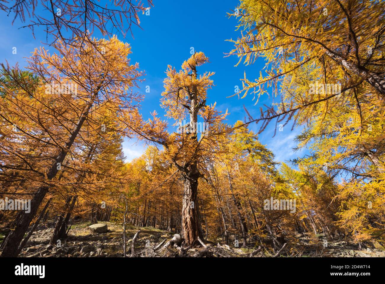 Árboles centenarios de alerce en colores otoñales en el Parque Nacional Mercantour. Vallon de la Braisse, Alpes Maritimes, Alpes europeos, Francia Foto de stock