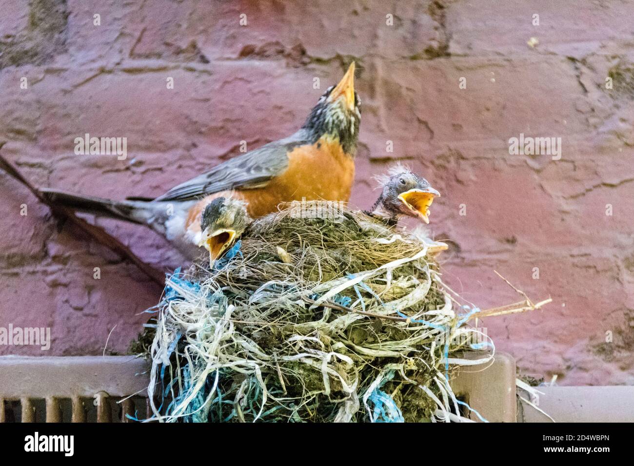Petirrojo americano adulto, Turdus migratorius, con tres polluelos en nido, apareciendo a cantar con picos abiertos, Nueva York, EE.UU Foto de stock