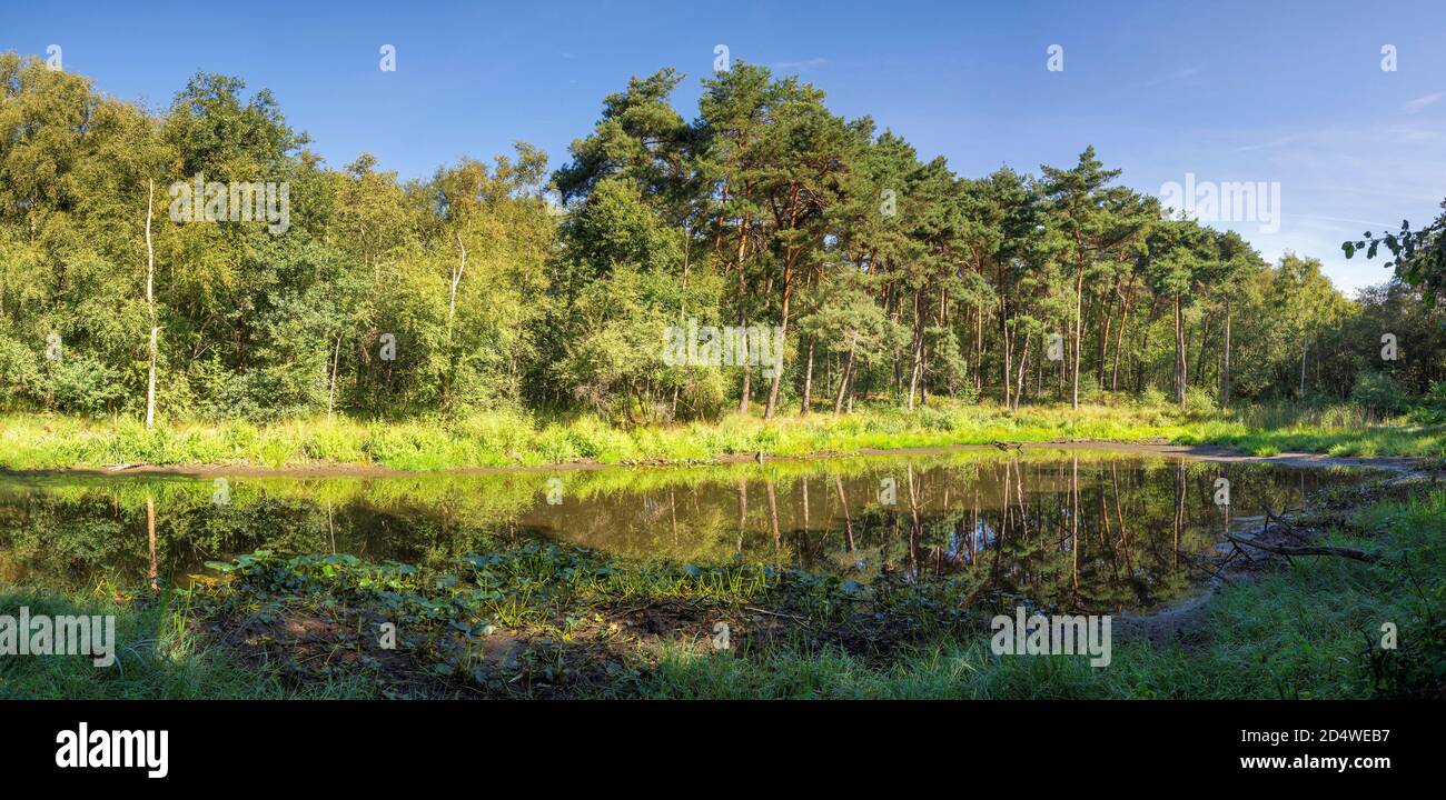 Pequeño lago en el bosque de la reserva natural holandesa Leudal cerca de la aldea Haelen Foto de stock