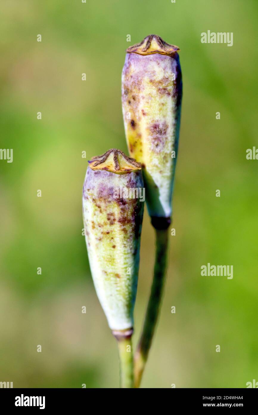 Amapola de cabeza larga (papaver dubium), cerca de dos vainas de semillas entrelazadas, aisladas contra un fondo desenfocado. Foto de stock