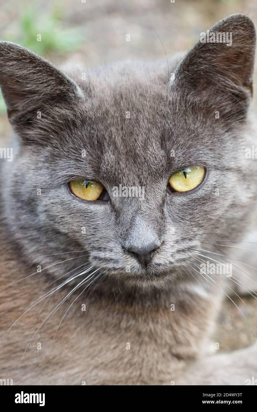 Retrato de un gato gris con ojos amarillos. De cerca Fotografía de stock -  Alamy