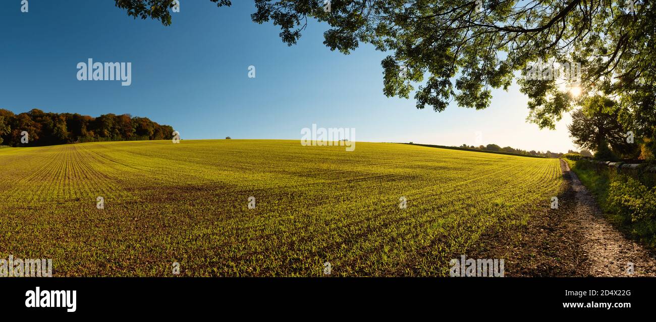 Campos de hierba de trigo alrededor de Amersham en otoño, Inglaterra Foto de stock