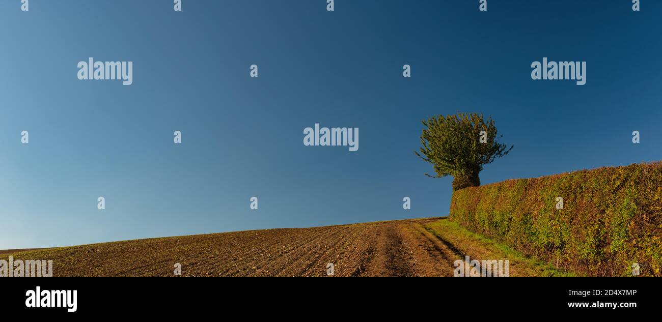 Campos de hierba de trigo alrededor de Amersham en otoño, Inglaterra Foto de stock