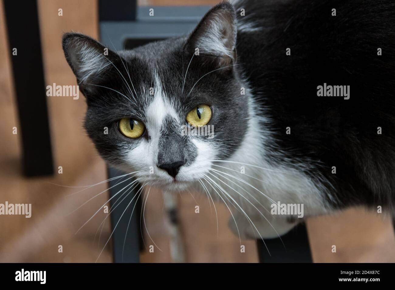 Imagen de cerca de un gato doméstico con ojos verdes Foto de stock