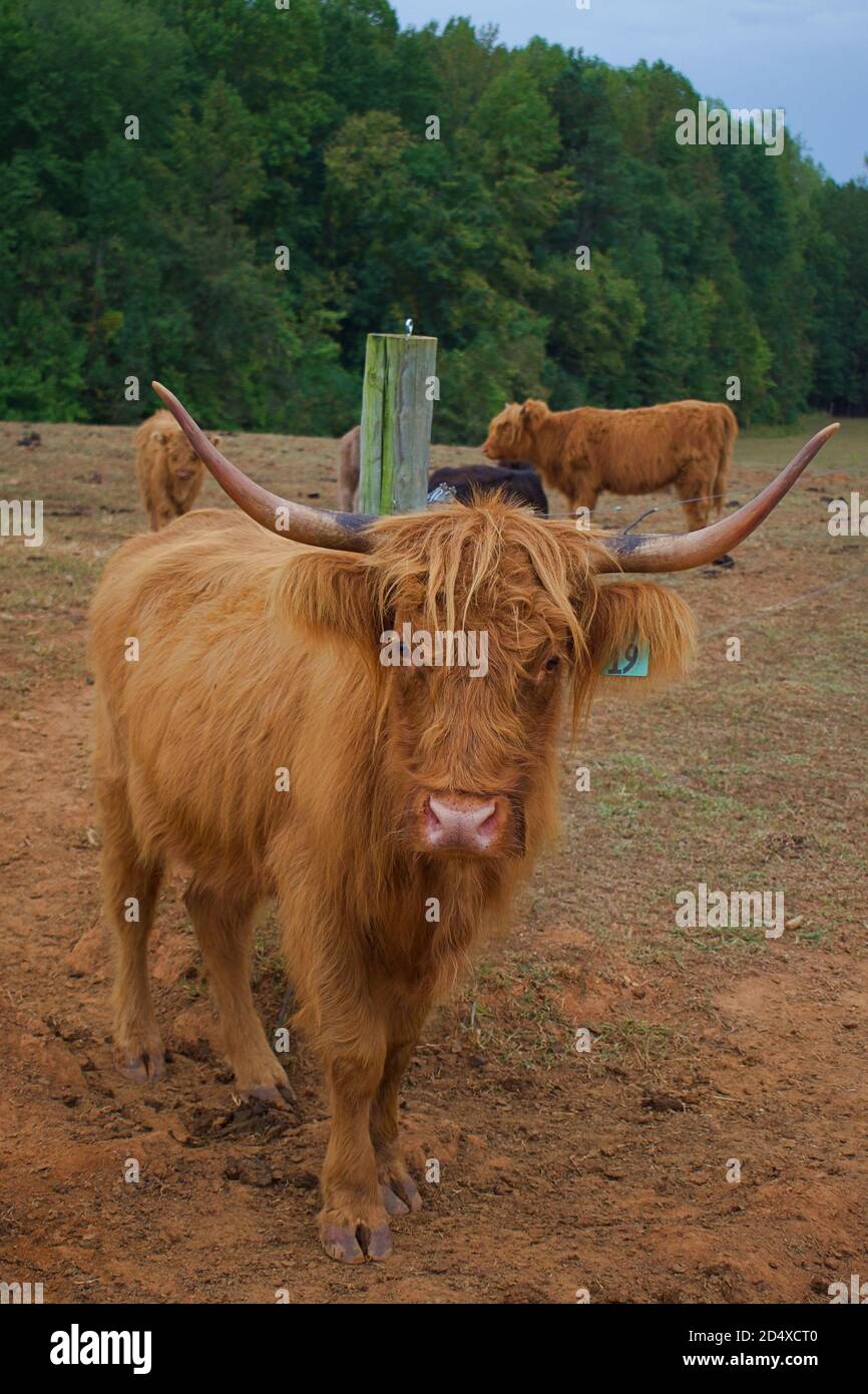 Rebaño de vacas Highland detrás de la valla en el campo. Foto de stock