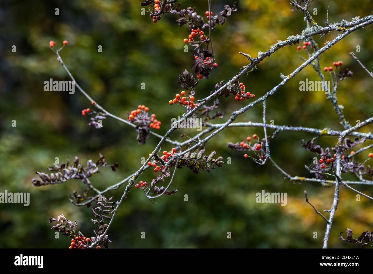 Bayas rojas en el árbol desnudo en otoño Foto de stock