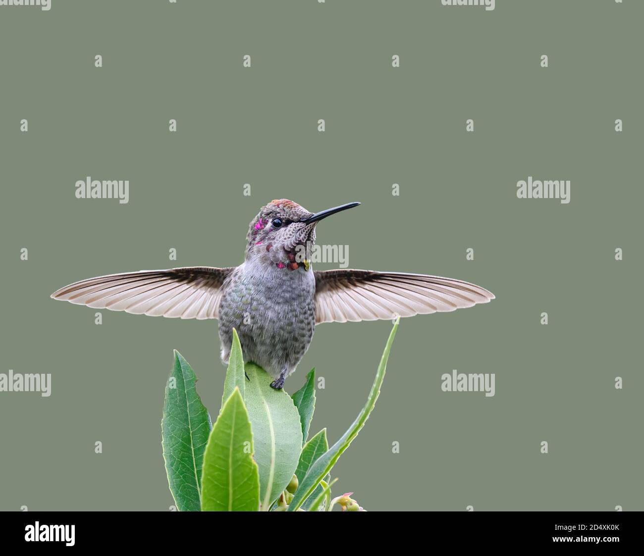 Anna's Hummingbird en exhibición territorial con alas esparcida Foto de stock
