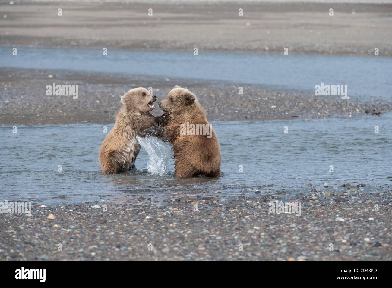 Oso marrón de Alaska, Parque Nacional del Lago Clark Foto de stock