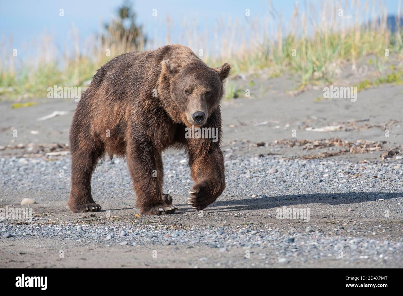 Oso marrón de Alaska, Parque Nacional del Lago Clark Foto de stock