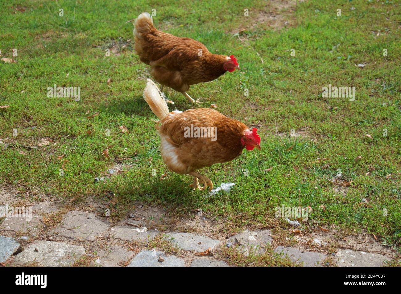 Dos pollos marrones en busca de alimentos en un campo de hierba Foto de stock