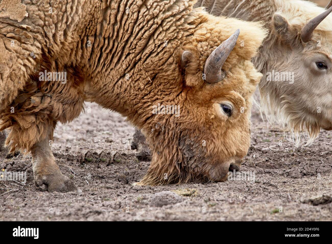 Cerca de la cabeza de un bisonte blanco pastando en un parque natural con poca profundidad de campo Foto de stock