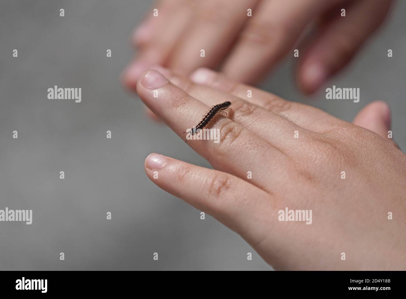 ´s mano de niño sosteniendo un pequeño milipede Foto de stock