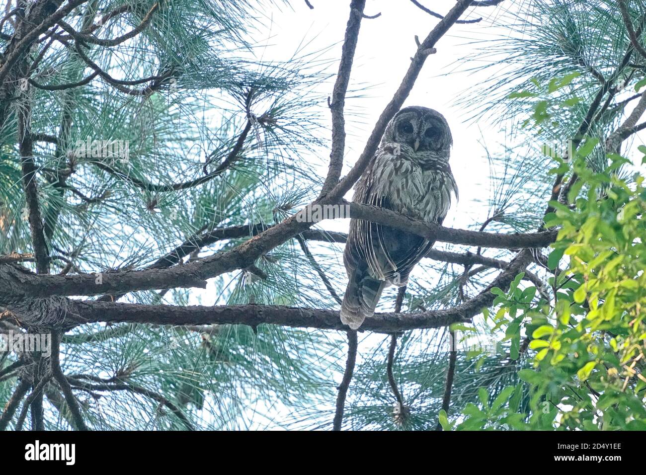 Búho barrado, Strix Varia, encaramado en un árbol Foto de stock
