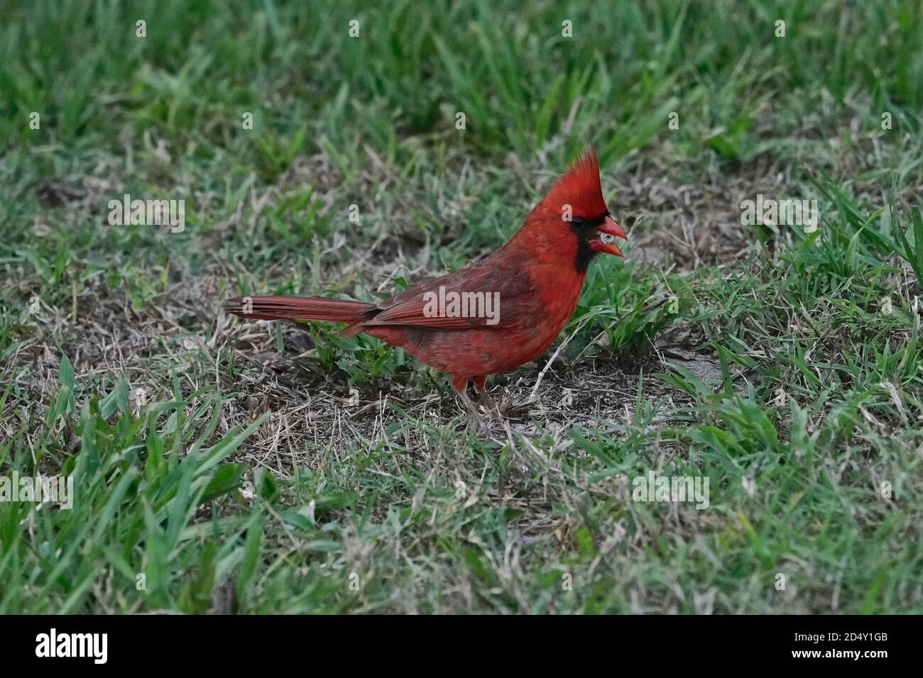 Cardenal macho del norte, Cardinalis cardinalis, alimentándose de un pequeño caracol Foto de stock