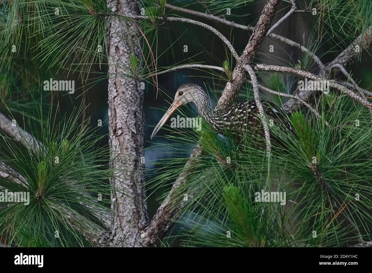 Limpkin, Aramus guarauna, sobre un pino. Foto de stock