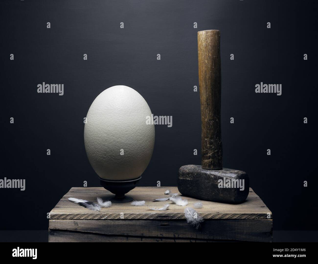 Huevo de avestruz y el arte de martillo sigue siendo la vida con plumas en una plataforma de madera creativamente creación de arte conceptual frágil versus irrompible. St Foto de stock