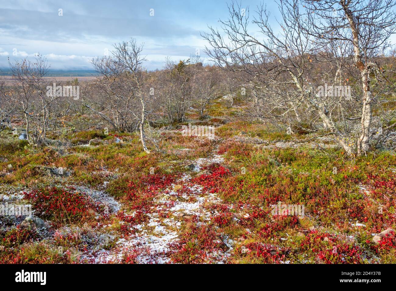 Paisaje otoñal con plantas de colores congelados en taiga cubierto con primera nieve Foto de stock