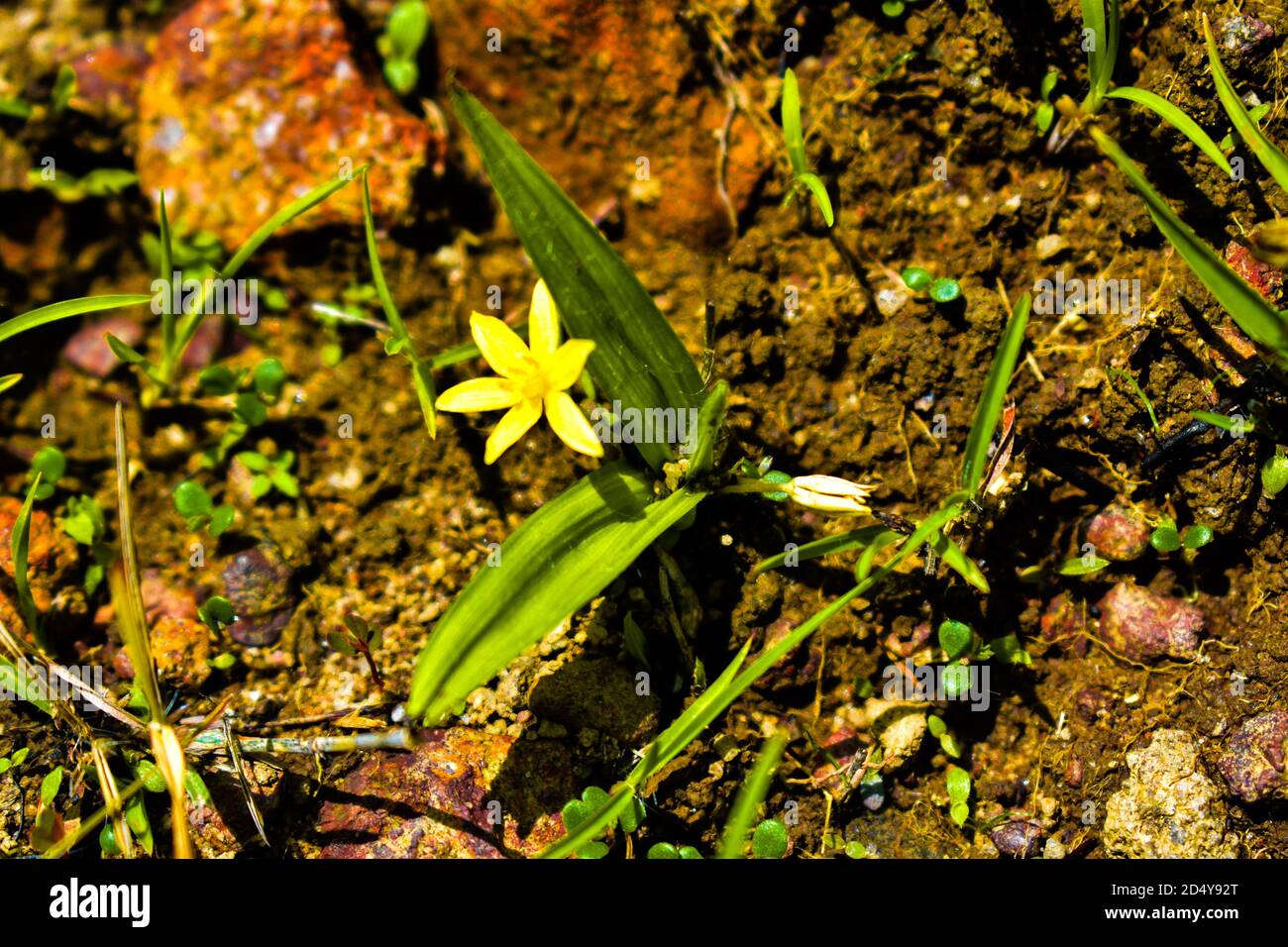 Agua estrella hierba amarillo flores cultivadas cerca del lake.grass plátano de barro de hoja Foto de stock
