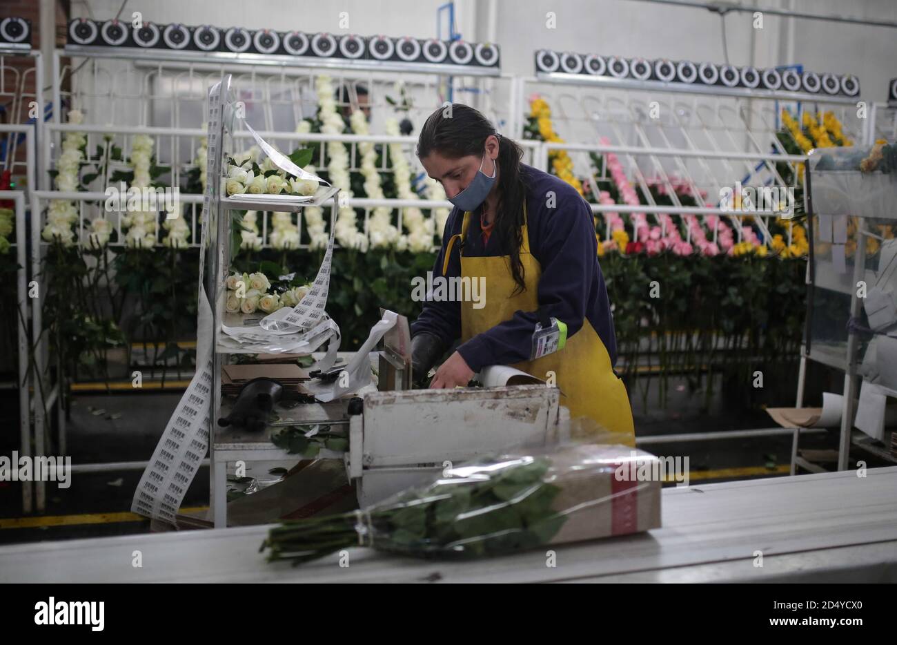 Guasca, Colombia. 7 de octubre de 2020. Un miembro del personal empaqueta flores recolectadas en la granja de flores de Wayuu en guasca, Colombia, el 7 de octubre de 2020. La granja es bien conocida por su industria de la rosa. Crédito: Jhon Paz/Xinhua/Alamy Live News Foto de stock