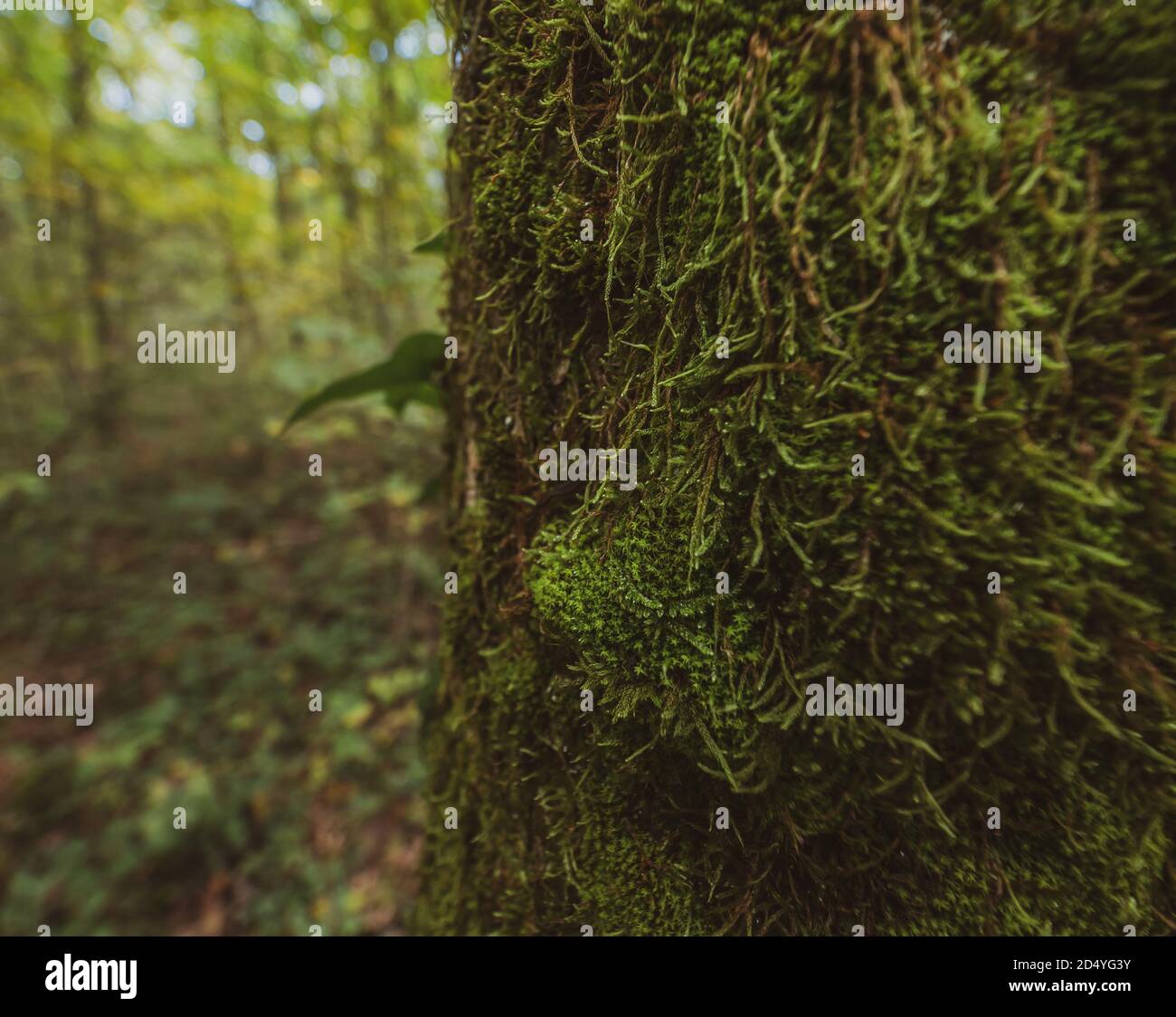 Cerca de musgos que crecen en un tronco de árbol en un bosque de otoño atmosférico y brumoso. Foto de stock