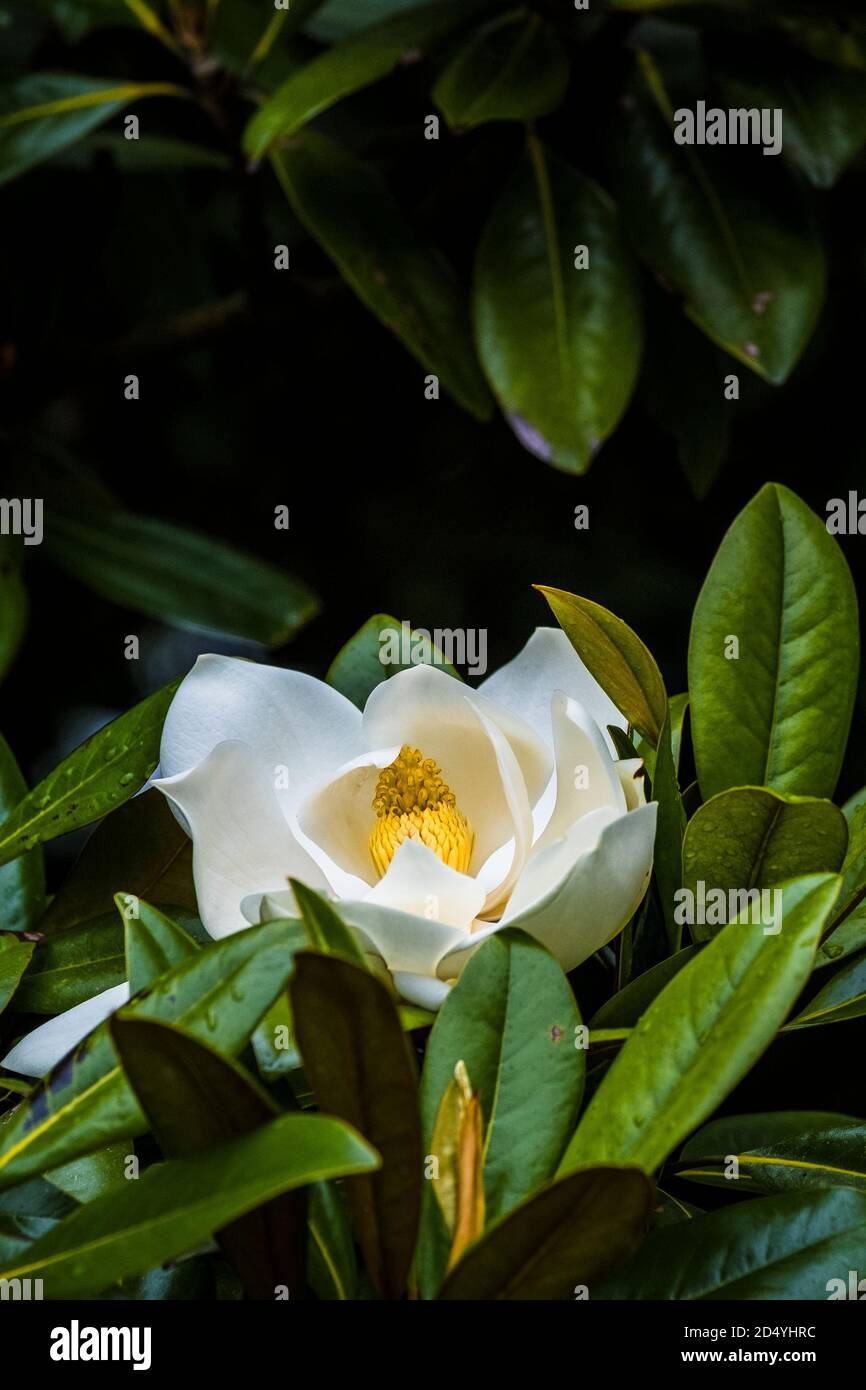 El espectacular florecimiento del árbol de Magnolia grandiflora. Foto de stock