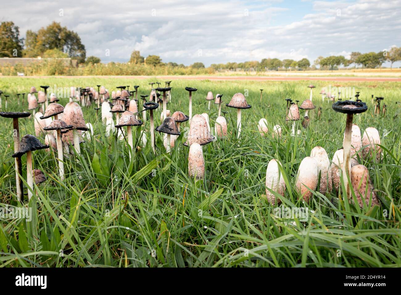 Chubaschera en un césped en la provincia de Overijssel, Holanda Foto de stock