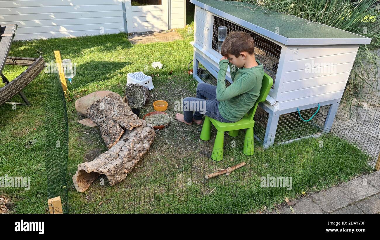 Cobaya doméstica (Cavia aperea f. porcellus, Cavia porcellus), recinto al aire libre en un jardín, Alemania Foto de stock