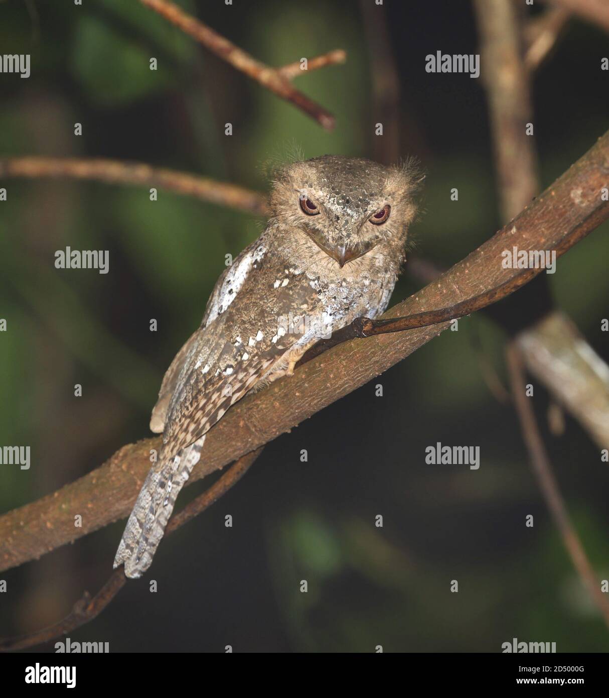 Ceylon Frogmouth, Sri Lanka Frogmouth (Batrachostomus moniliger ...