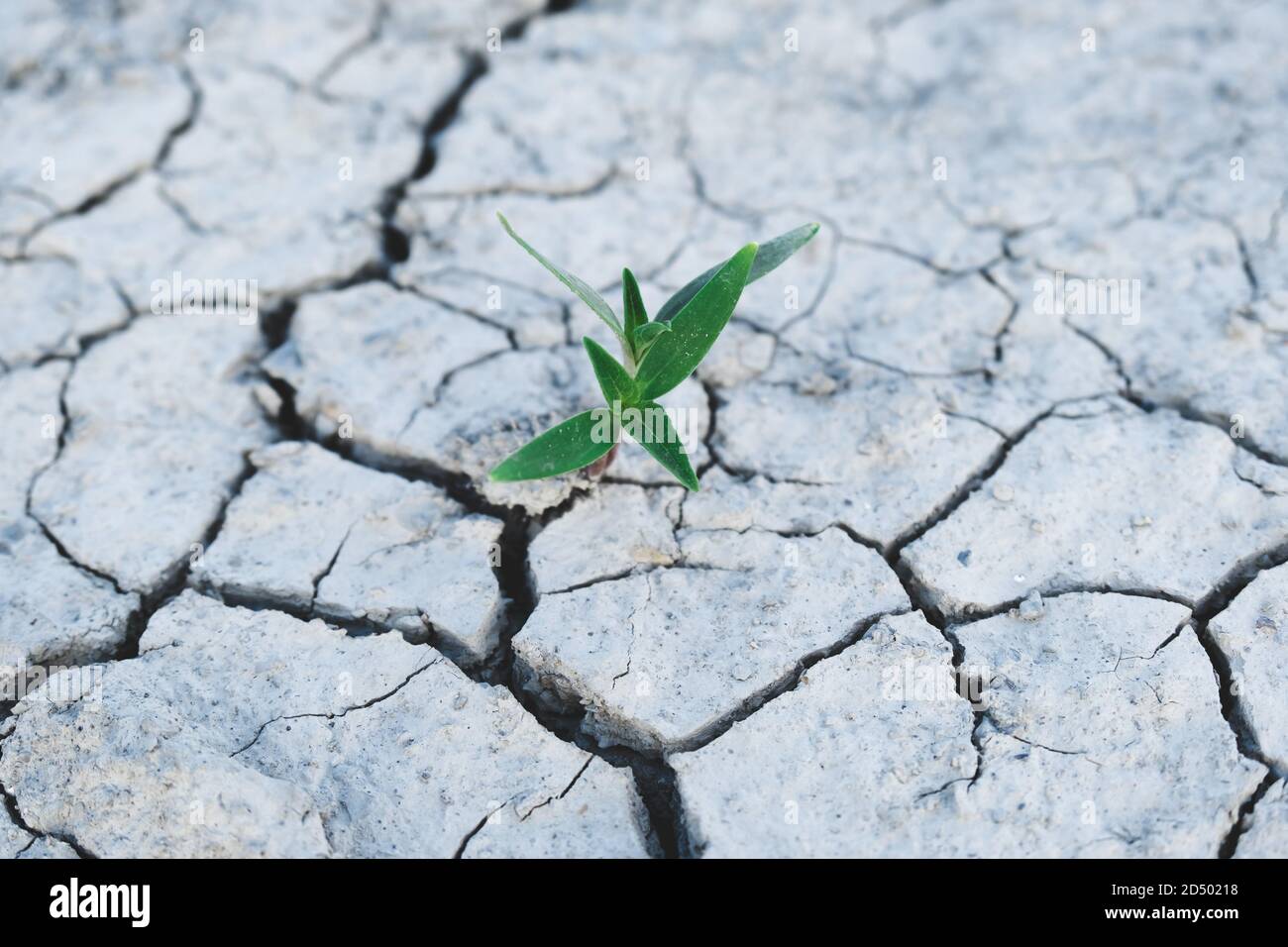 Cierre de hierba creciendo en tierra seca agrietada bajo el luz solar  Fotografía de stock - Alamy