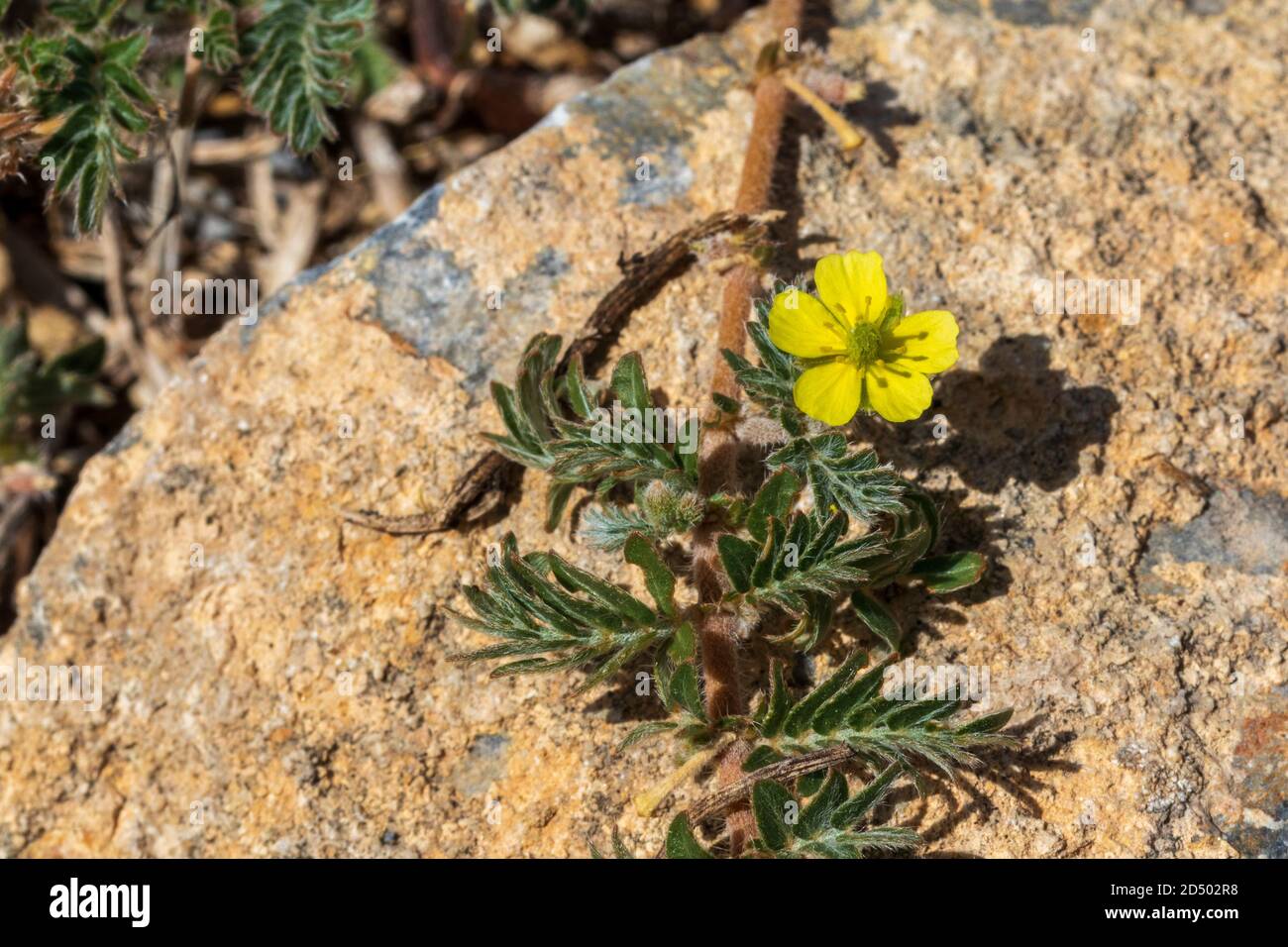 Tribulus Terrestris Fotos E Imagenes De Stock Alamy
