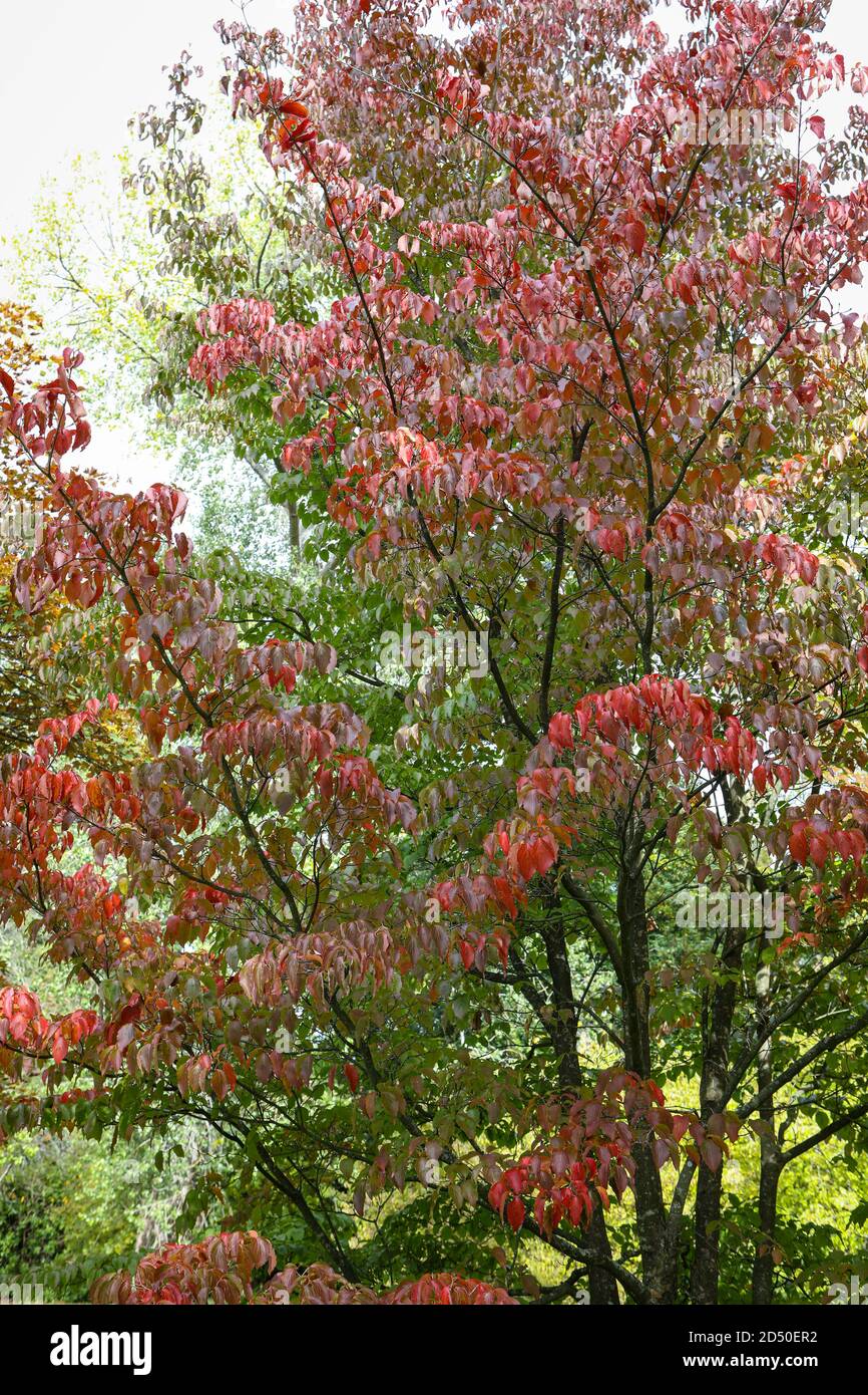 Cornus kousa - follaje de otoño cambiando a tonos de rojo Foto de stock