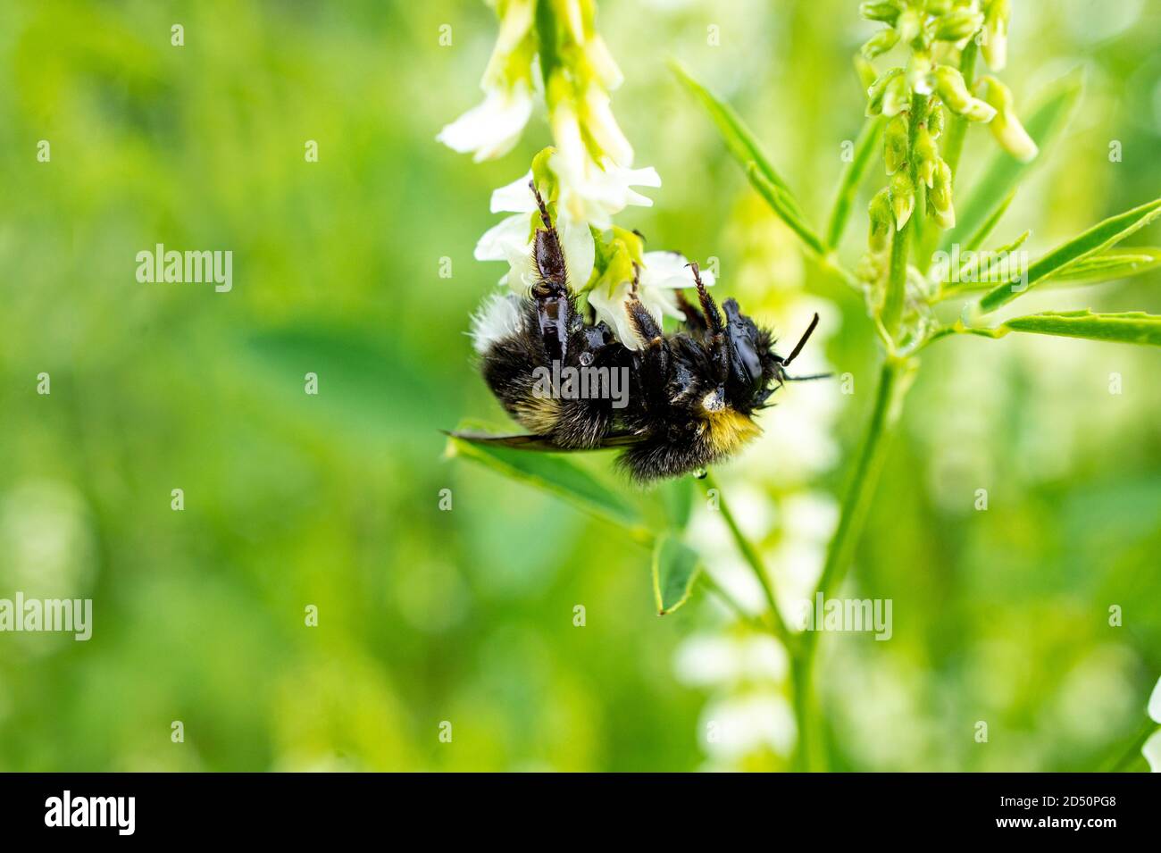 Primer plano de una mojada después de la lluvia abejorro colgando un trébol dulce de flores blancas sobre un fondo verde natural Foto de stock